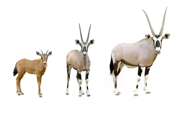 Oryx που απομονώνονται σε λευκό φόντο — Φωτογραφία Αρχείου