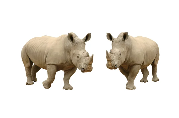 Rhinoceros isolated on white background — Stock Photo, Image