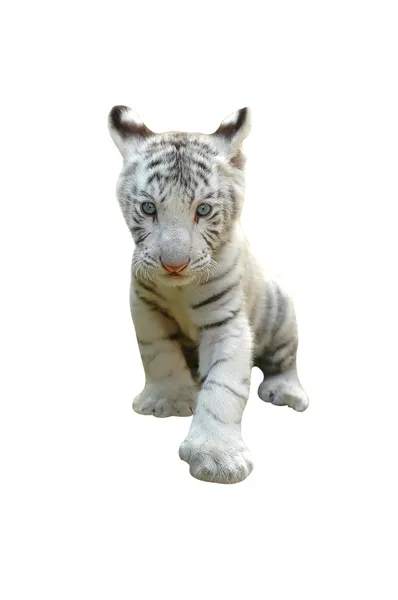 Tigre branco bebê isolado — Fotografia de Stock