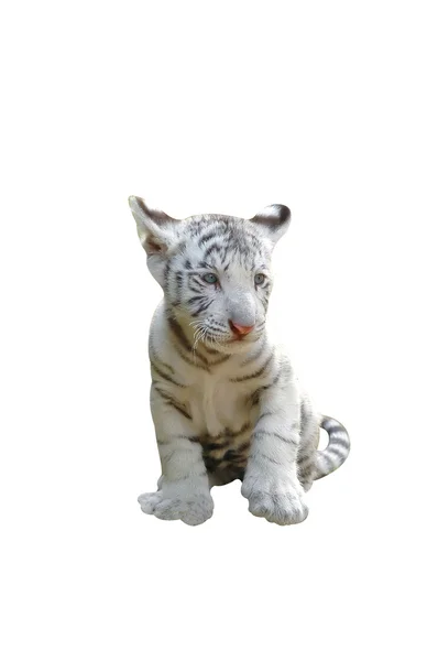 Tigre branco bebê isolado — Fotografia de Stock