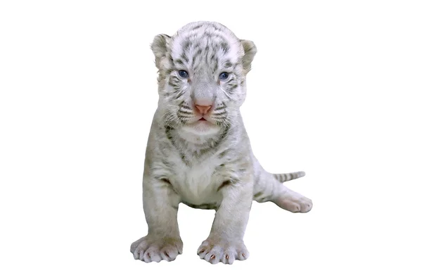 Tigre branco bebê isolado — Fotografia de Stock