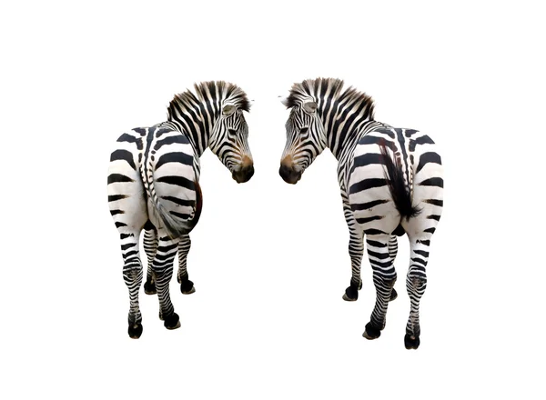 Zebra isolata su sfondo bianco — Foto Stock