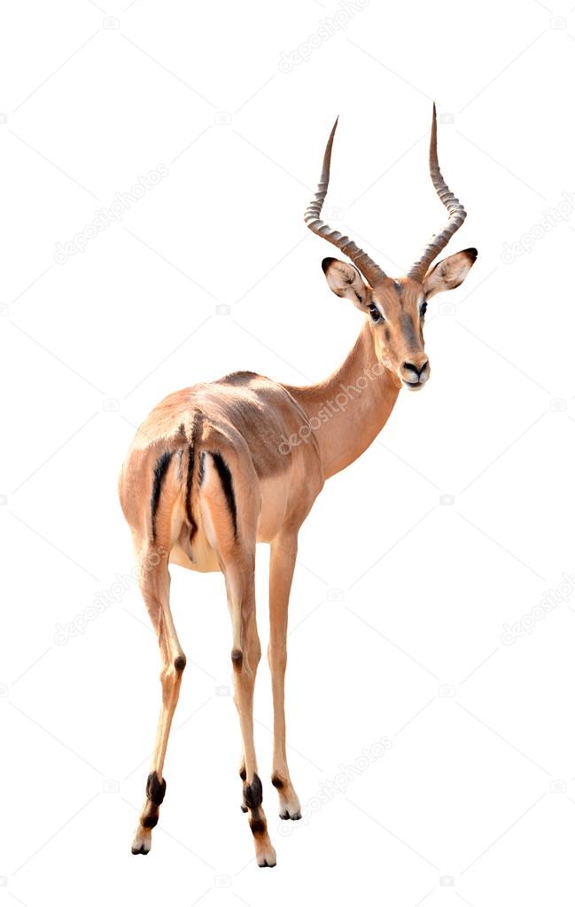 male impala isolated