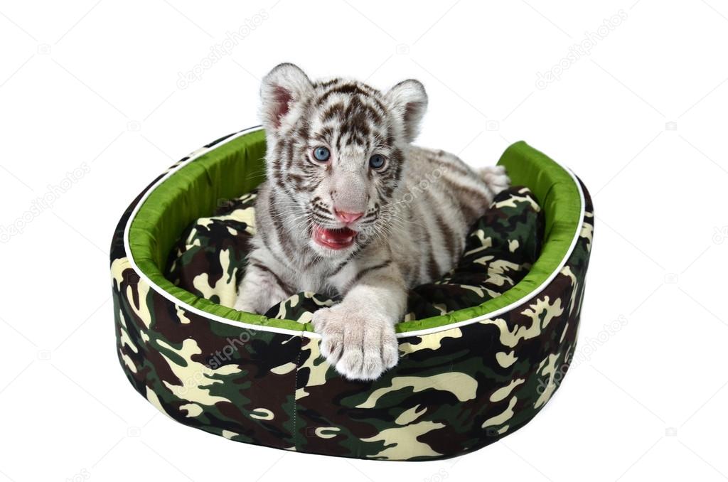 Bebe Tigre Blanc Couche Dans Un Matelas Isole Image Libre De Droit Par Anankkml C