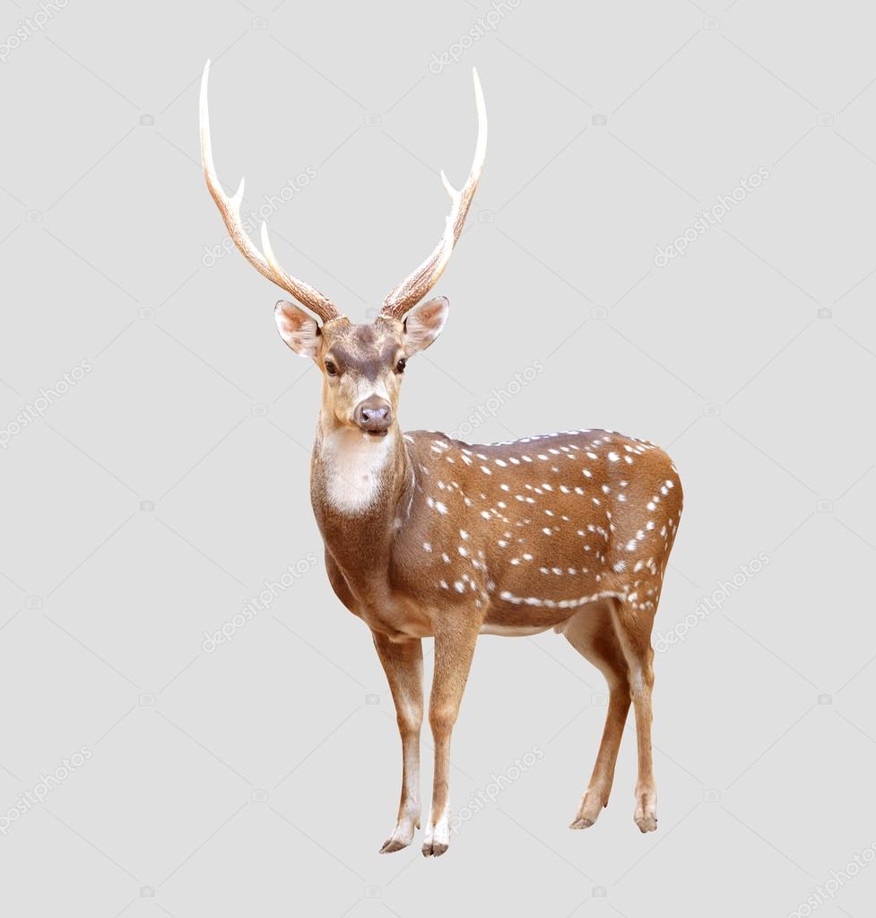 Male axis deer — Stock Photo © anankkml 27163289