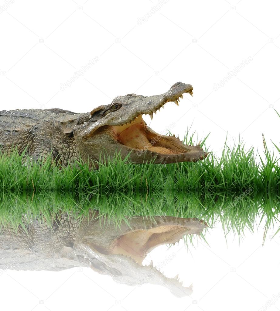 Crocodile Isole Sur Fond Blanc Image Libre De Droit Par Anankkml C