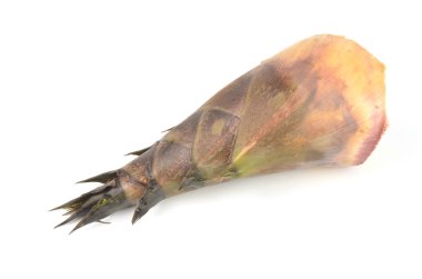 Bambu sürgün izole