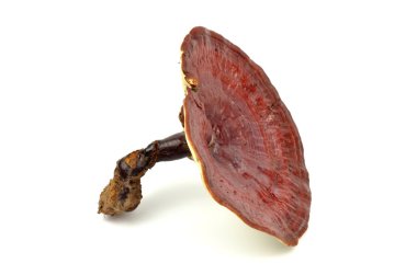 Dev Reishi izole