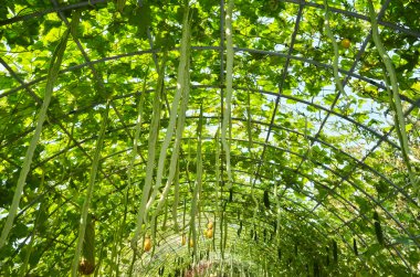 yumuşak lif kabağı