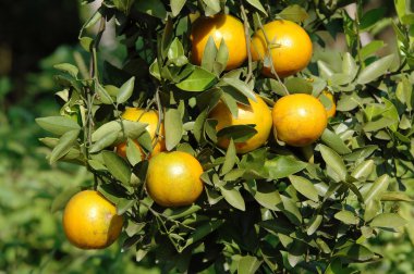 taze portakal ağacı üzerinde