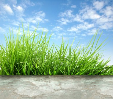 yeşil çimenler ve beton zemin