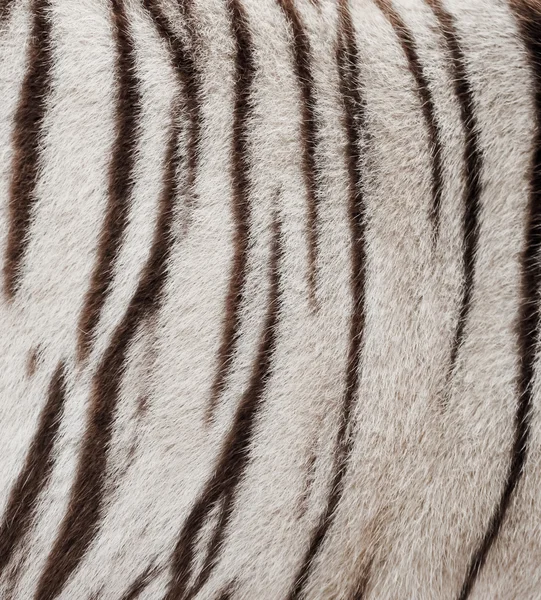 Weißes Benzal-Tigerfell — Stockfoto