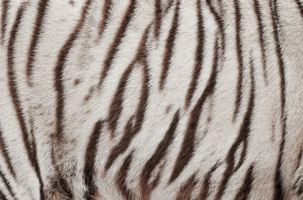 Fourrure de tigre bengale blanche — Photo