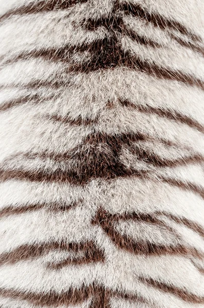 白色的孟加拉虎皮毛 — 图库照片