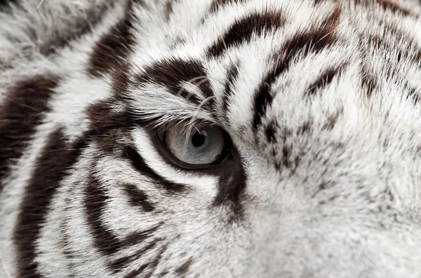 Witte tijger oog — Stockfoto