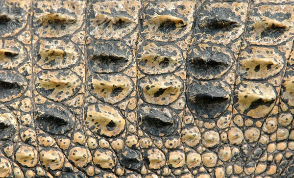 Peau de crocodile — Photo