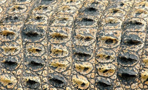 Piel de cocodrilo — Foto de Stock