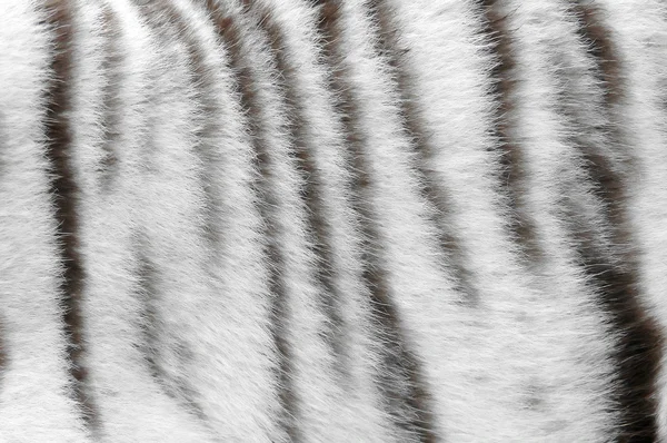 진짜 흰 벵골 호랑이 피부 질감 — 스톡 사진