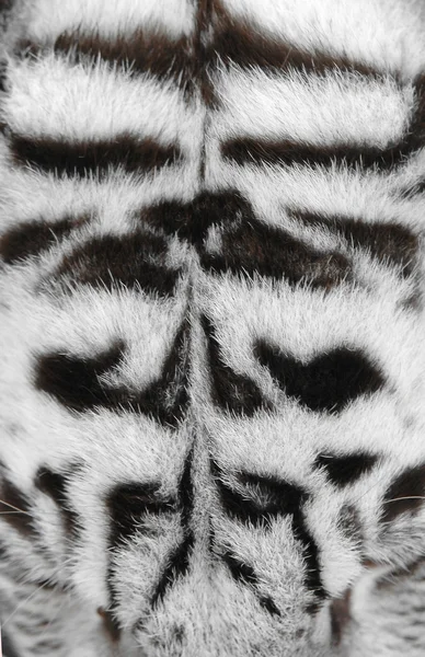 Getextureerde van echte witte Bengaalse tijger huid — Stockfoto