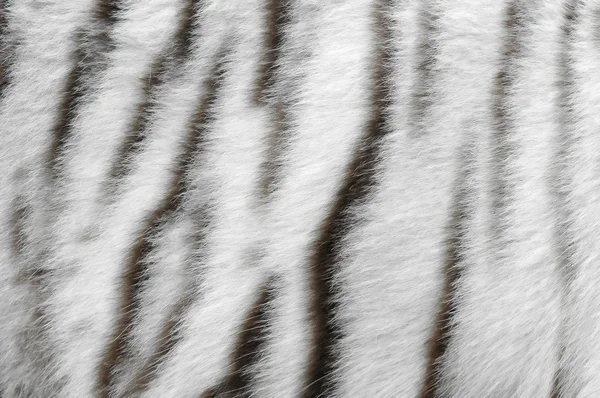 Textured of real white bengal tiger skin