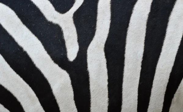 Patroon van een zebra huid — Stockfoto