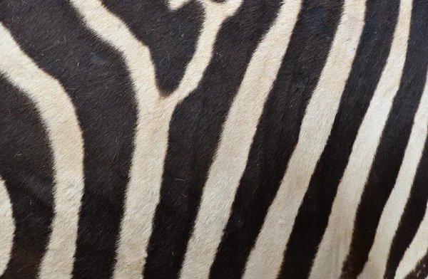 Padrão de uma pele de zebra — Fotografia de Stock