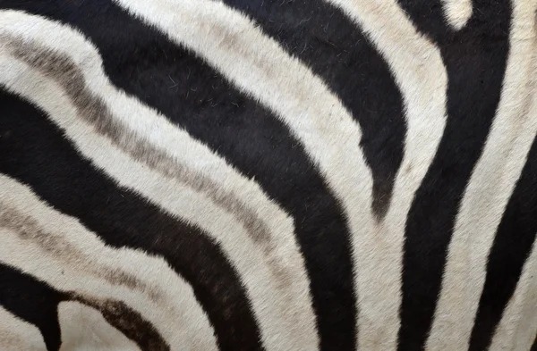 Шаблон кожи зебры — стоковое фото