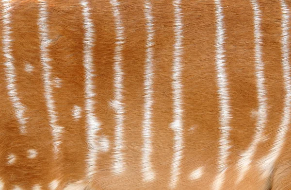 Мех nyala — стоковое фото