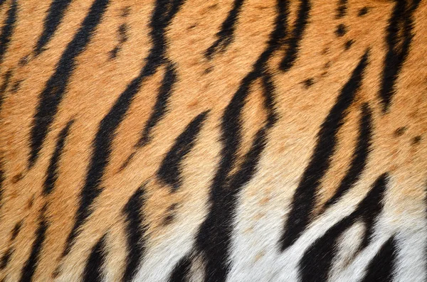 Tiger hud — Stockfoto