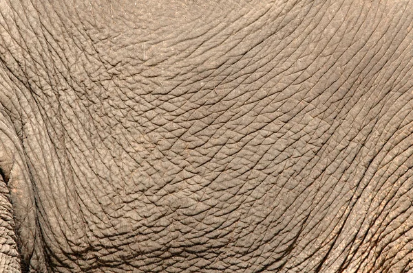 Skóra słonia — Zdjęcie stockowe