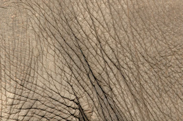 Piel de elefante — Foto de Stock