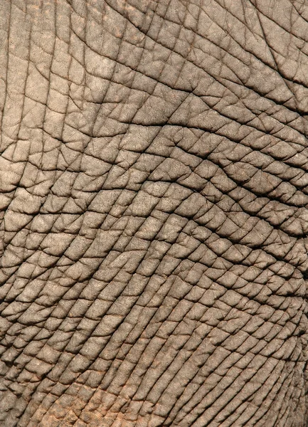 象の皮 — ストック写真