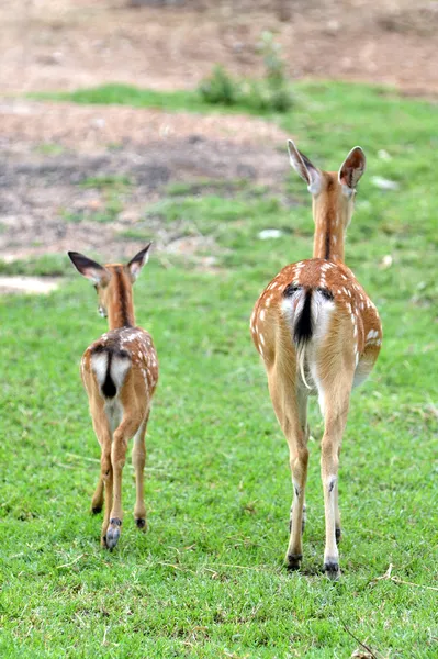 Cervo sika — Foto Stock