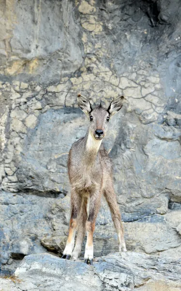 Goral — Stock Photo, Image