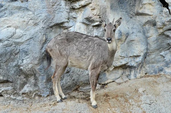 Goral — Stock Photo, Image