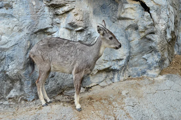 Goral — Stock Photo, Image