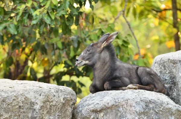 Serow — Foto Stock