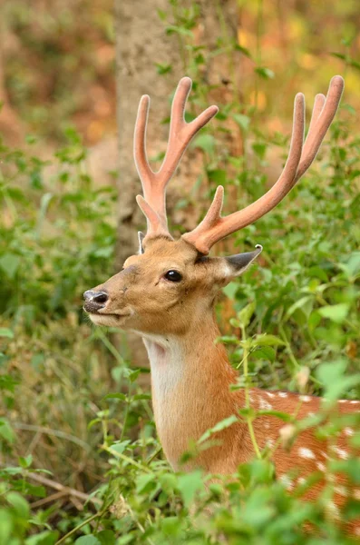 Cervo sika maschio — Foto Stock