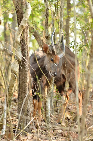 Erkek nyala — Stok fotoğraf