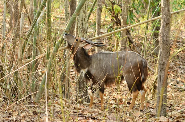 Nyala maschio — Foto Stock