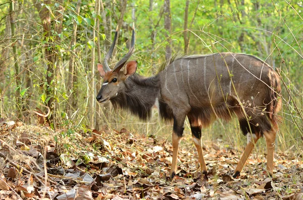 Erkek nyala — Stok fotoğraf