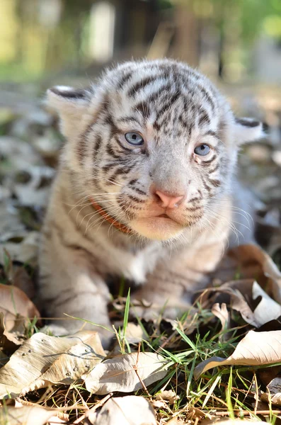 Baby bílý tygr — Stock fotografie