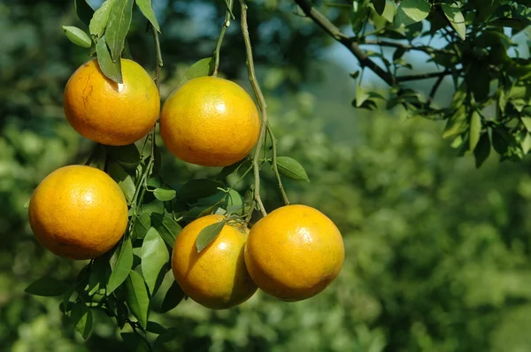 Fresh orange on tree — Stock Photo, Image