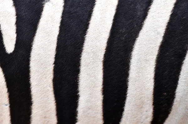 Образец кожи зебры — стоковое фото