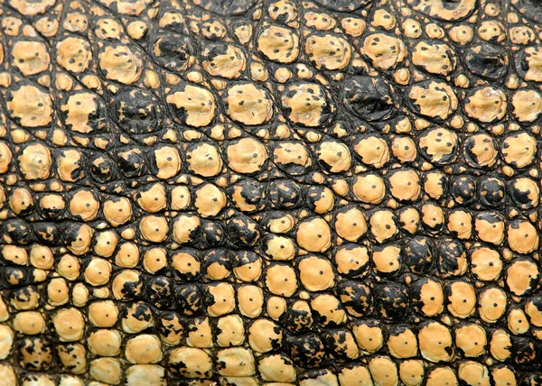 Piel de cocodrilo — Foto de Stock