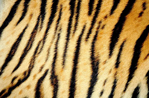 Texture of tiger skin — Stock Photo, Image