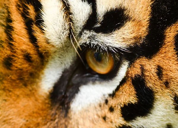 Tigris szeme — Stock Fotó