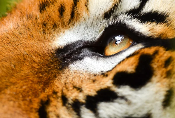 Oko tygrysa — Zdjęcie stockowe