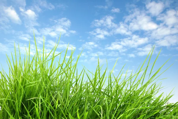 Fresh spring grass — Stock Photo, Image