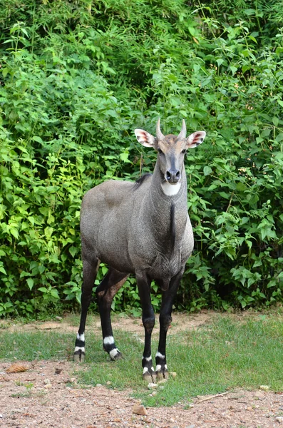 Nilgai Stock Photos, Royalty Free Nilgai Images | Depositphotos Nilgai Stock Photos, Royalty Free Nilgai Images | Depositphotos